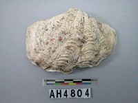 藏品(貝殼)的圖片